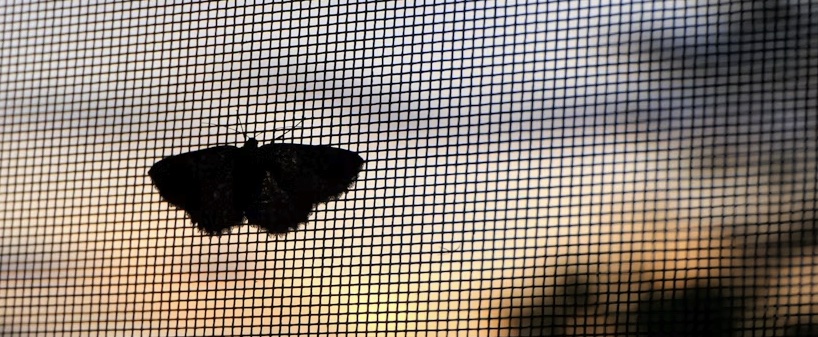 Wohnmobil-Insektenschutz: Fliegengitter anbringen