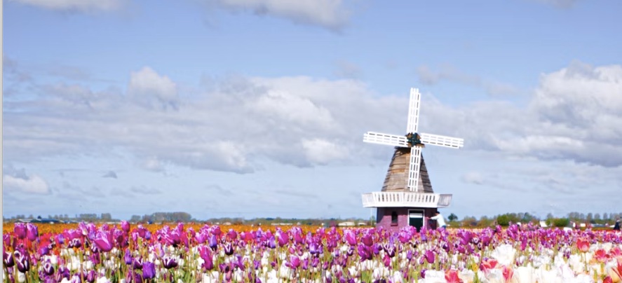 Holland mit dem Wohnmobil: Tulpen und Windmühlen